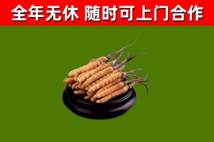 兴庆区回收散虫草
